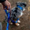 WOLFGANG StarryWolf LEASH, Medium, 2.5cm Wide X 122cm Long [Leash for Medium and Large Dogs]