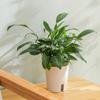 Office Decor Hydroponic Self-Absorbent Plant Pot Self Watering Planter Plant Container Flower Pot