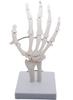 Monolife Hand Joint Model, Hand Skeleton Model, Educational Model, Right Hand, Wrist, Articulated Type