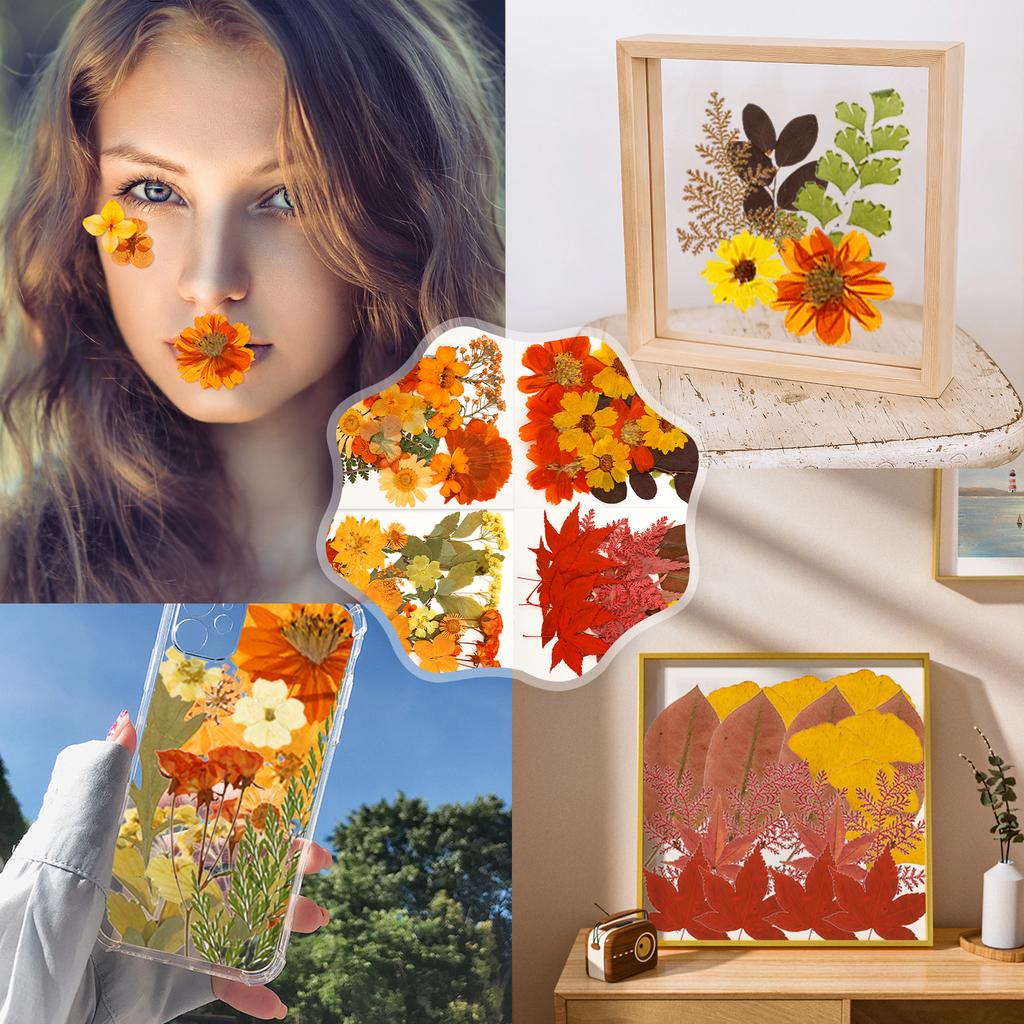 Dried Flower Making Versatile Dried Autumn Flowers Leaf Beautiful Dried Pressed Flowers for DIY Resin Mold Handicraft Enthusiast