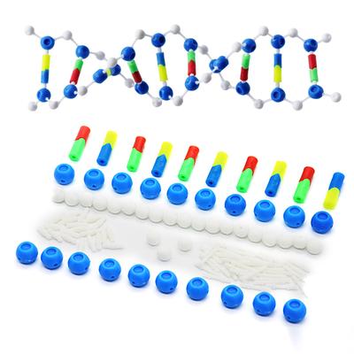 Deoxyribonucleic Acid Models Double Helix DNA Models Set DNA Structure Models For Educational And Biology Teaching