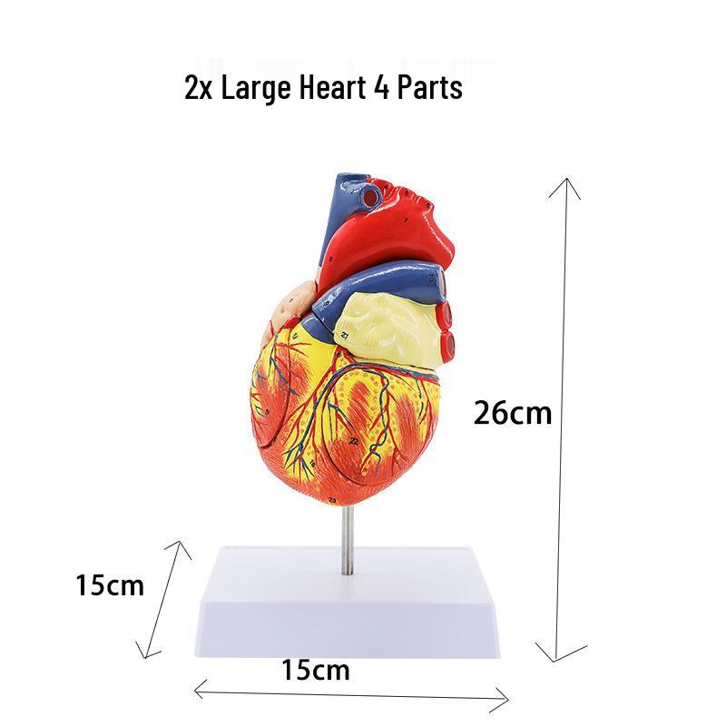 Removable Human Heart Anatomy Model with B-mode Color Doppler