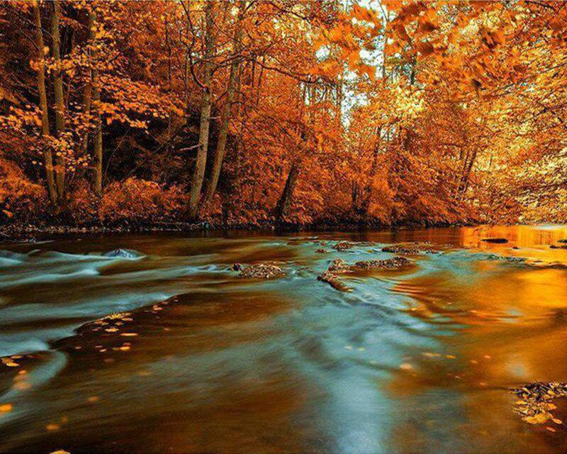 5D Diamond Painting Yard Animals Full Square Round Diamond Embroidery Full Set Watercolor Brown Dog Diamond Mosaic Craft Kit Home Decor