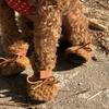 4 Pezzi Stivali da Neve per Cani Invernali Esterni Antiscivolo Suola Morbida Scarpe Protezione Zampe per Neve Clima Freddo Cane Marrone Scarpe Antiscivolo