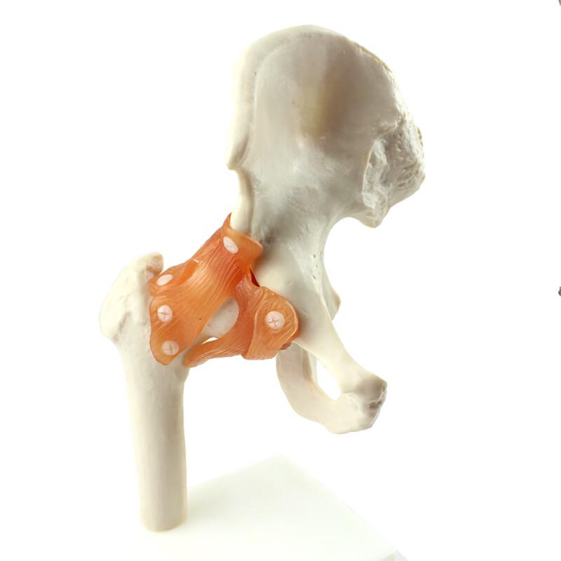 ENOVO Medical Functional Joint Model