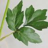 2 Pcs Artificial Chrysanthemum Stems Realistic Fake Chrysanthemum Faux Flower with Flexible