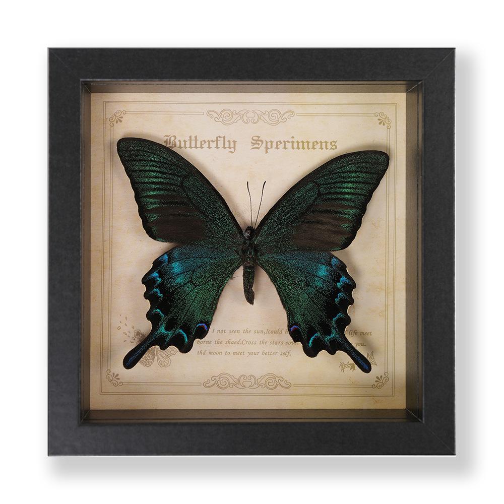 Green Banded Swallowtail Butterfly Specimen Decorative Painting - Real Insect for Display