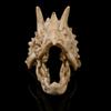 Triceratops Skull Resin Artifact Skull Personality Decoration Gift