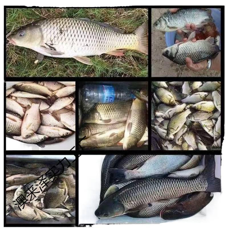 Seasonal Wine & Rice Fish Bait for Chumming