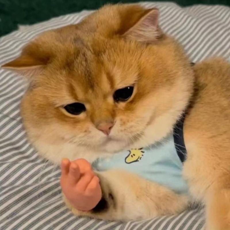 Cats Little Hand for Fun Finger Puppets for Cats, Human Small Hand for Cats