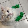 Braț Muscular de Pisică Braț de Gât Imprimat 3D cu Mușchi Animal de Companie Accesorii Costum Cosplay pentru Halloween Consumabile pentru Petrecere de Ziua de Naștere