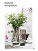 Nordic Clear Glass Vase for Lucky Bamboo - Stylish Living Room Decor & Floral Arrangements