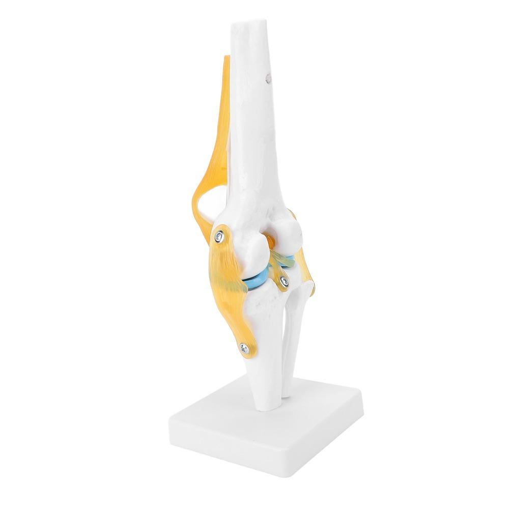Anatomical Shape Knee Bone Model PVC Functional Knee Ligament Model Doctor Consultation
