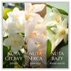 Chanson D'Eau Jasmine Bali Apă de Toaletă Pentru Femei 100