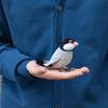 BH7248 HANSA Java Sparrow 13