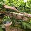 Reptile – Terarii pentru reptile