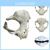 Prachtige Witte Beestenbot Halloweenmasker Voor Feestelijke Kostuumspellen En Feesten