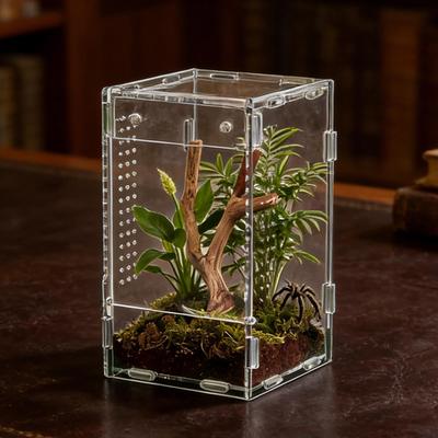 Acrylic Jumping Spider Enclosure Buckle Lock Escape Proof Reptile Feeding Tank Ventilated Transparent Reptile Habitat
