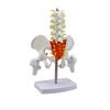 Dynamic Female Lumbar Spine & Pelvis Model – Movable Mini Skeleton for Postpartum Recovery