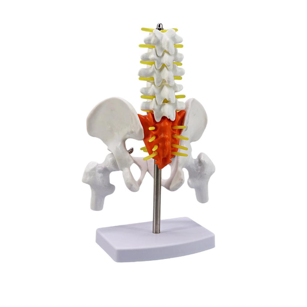 Dynamic Female Lumbar Spine & Pelvis Model – Movable Mini Skeleton for Postpartum Recovery