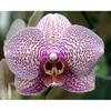 Full Diamond Painting 5d Round Orchid Picture Diamond Mosaic Resin Flower Embroidery Crafts Cross Stitch Kits Home Decor