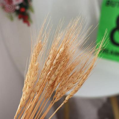 50 buc Spicule de Grâu Uscat Rustice Flori Naturale Uscate Tije de Grâu Uscate Decor Casă Bucătărie