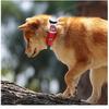 Personalized AirTag Dog Collar Adjustable Nylon Reflective Padded Pet Dog Collar for Small Medium Large Dog Accessories