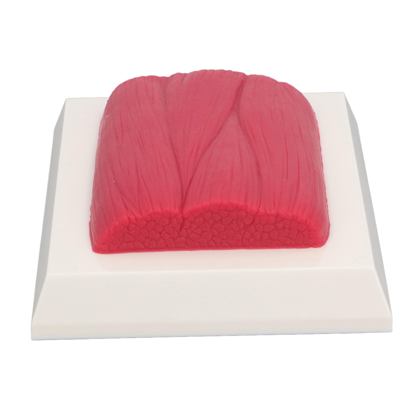 

Human Body Muscle Tissue Model Keep Healthy Reminder Real Tactile Anatomic Muscle Tissue Replica Model for Nutritionist Fitness Enthusiasts