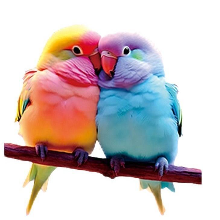 

Realistic And Cute Printed Parrot Pattern Acrylic Pendant For Car Decoration