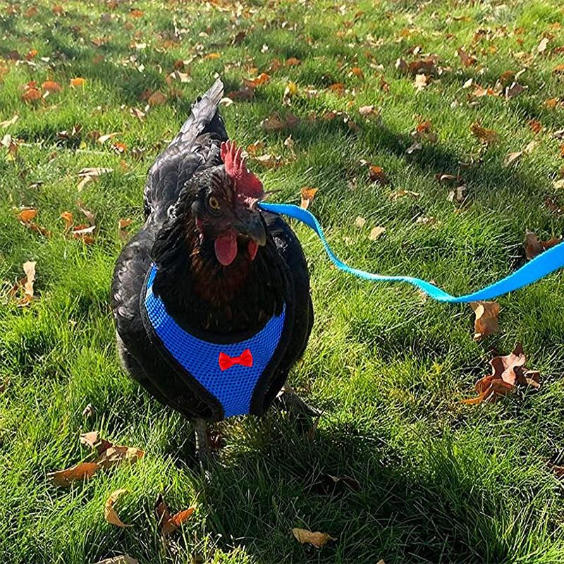 Farm Cock Training Harness Fashion Chicken Duck Vest Pet Leash Breathable Hen Belt Kippen Duck Walking Vest Chickens Accessories