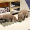 Stuffed Lifelike Hippo Plush Toys Simulated Hippopotamus Animals Hug Dolls Toys for Boy Birthday Gift for Him