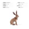 Lifelike Pvc Rabbit Figurine Collection Various Colors Ideal For Home Decor And Cakes