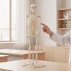 Skeleton Model with Stand Anatomy Soft for Office