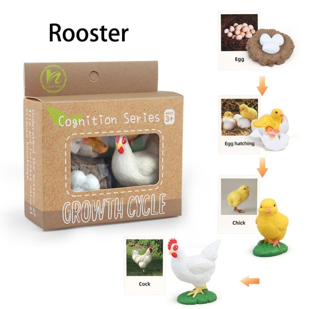 Cycle Figurine Animal Life Cycle Children Toys Simulation Plant Model Animal Growth Cycle Model
