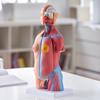 Human Body Model, 23 Parts 18 inch, Human Torso Anatomy Model Unisex Anatomical Skeleton Model with Removable Organs, Educational Teaching Tool for