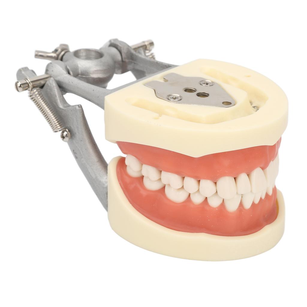 Standard Teeth Model Dental Teaching Standard Typodont Demonstration Soft Gum Teeth Model with 32 Teeth