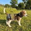 Breathable Mesh Dog Menstrual Panties Leak-Proof Dogs Diaper Dog Sanitary Panties  All-Season