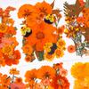 Halloween Theme Pressed Flower Kit for Resin Art Natural Real Pressed Orange Flower Leaves for DIY Epoxy Jewelry Bookmark