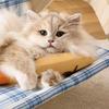 Plush Fish Cat Toy Natural Catnip Soft Self Play Exercise Toy Interactive Chew Kicker Kitten Toy for Indoor Cats
