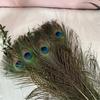 10 Pcs Natural Peacock Feathers with Eye Craft Decoration