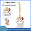 45CM Colorful Spine Model: Vertebral Column with Pelvis, Femur, Coccyx, Lumbar, Cervical Vertebrae for Chiropractic Use