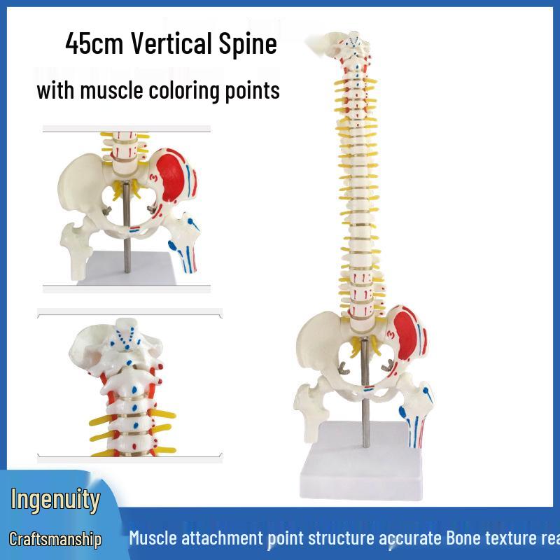 45CM Colorful Spine Model: Vertebral Column with Pelvis, Femur, Coccyx, Lumbar, Cervical Vertebrae for Chiropractic Use