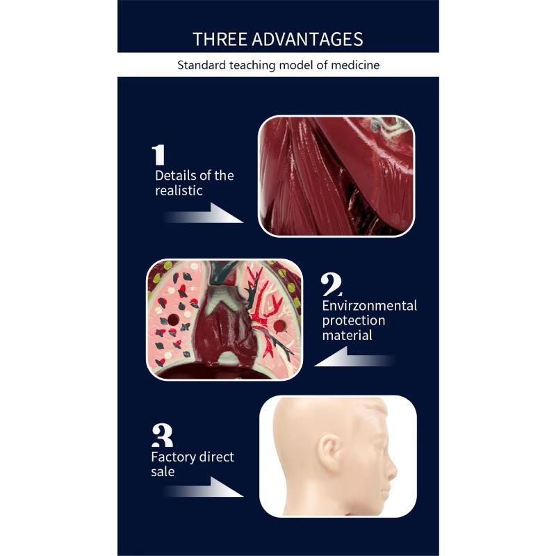 Human Torso Model, menneskekroppsmodell for barn brukt til studentundervisningsforskning, med tilhørende produktbrukerhåndbok