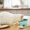 Elevated Cat Bowl With Stand - Durable Plastic Pet Food & Water Dish, Sleek Modern Neck-Friendly Feeding For Cats & Dogs