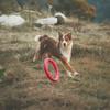 Pet Ring Flying Saucer Toysfor Dog Dog Flying Discs Outdoor Floating Interactive Toy