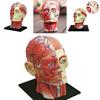 Vysoce kvalitní model lidské lebky s mozkem pro přesné lékařské a školní vzdělávání