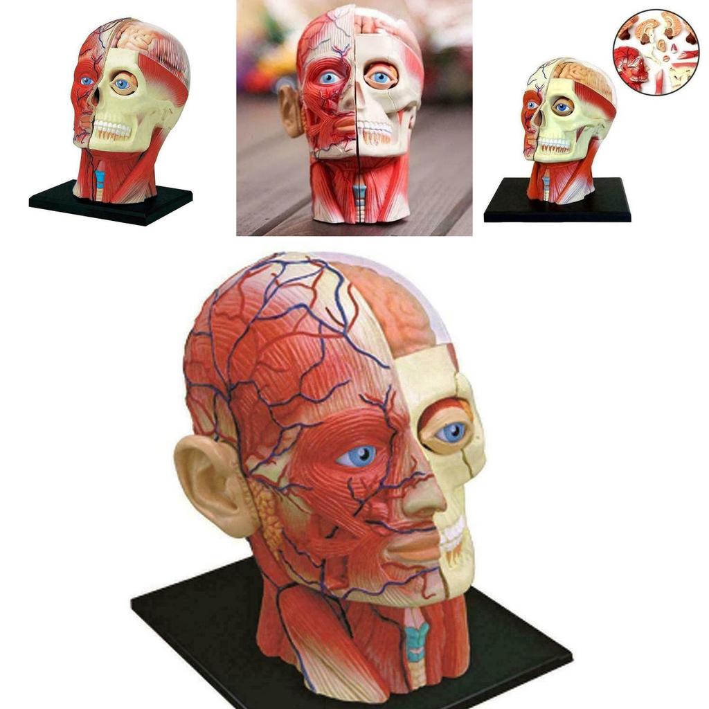 Vysoce kvalitní model lidské lebky s mozkem pro přesné lékařské a školní vzdělávání