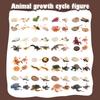 Solid Turtle Simulation Chick Frog Animal Growth Cycle Montessori Teaching Aids