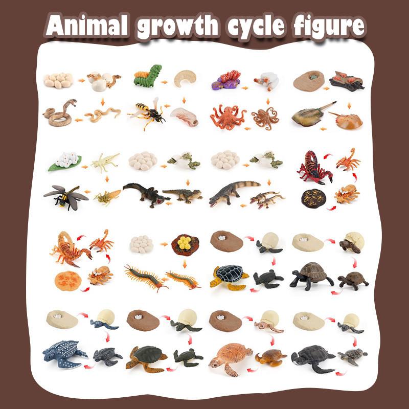 Enchanting Simulation Solid Turtle Chick Frog Animal Growth Cycle Montessori Teaching Aids For Unique Gifts And Decorative Accents