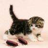 Kitten Electronic Funny Cockroach Battery Training Play Toy Kids